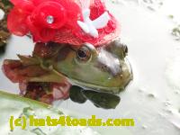 /home//u458753944/public_html/sourcegallery///Frogs/More bullfrogs/P8180175.JPG